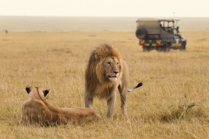 Safari, Kenya