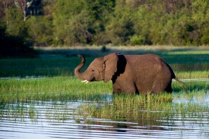 Okavango Delta, Botswana