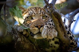 A leopard in the Okavango Delta, Botswana