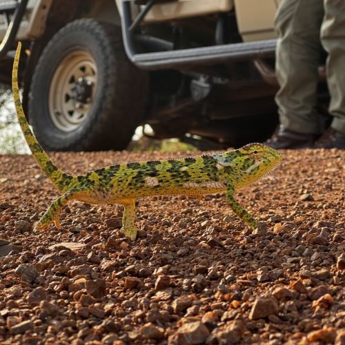 A chameleon in Africa.