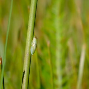 A small frog on a reed in Africa