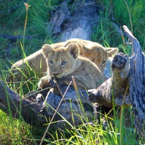 A lion cub in Africa.