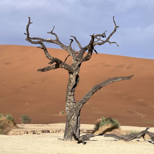 A dead tree in Namibia