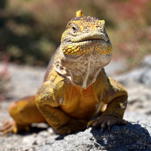 A land iguana in the Galapagos Islands.
