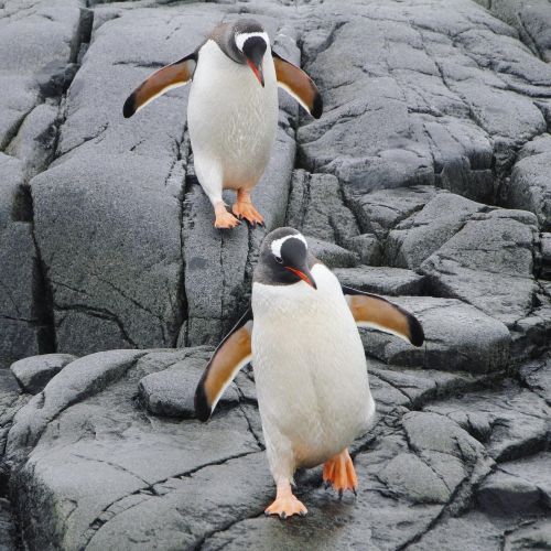 Penguins in Antarctica.