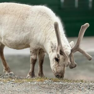 A Svalbard Reindeer in Svalbard, Norway.