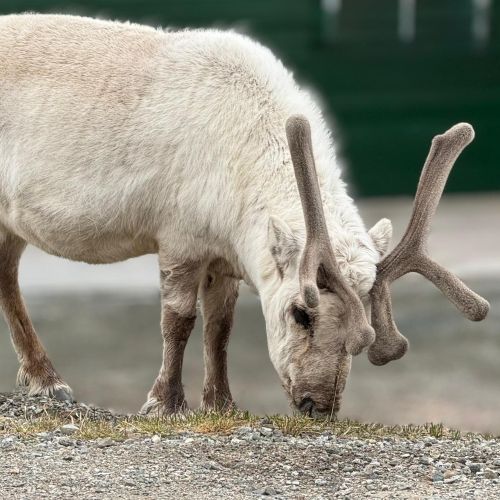 A Svalbard Reindeer in Svalbard, Norway.