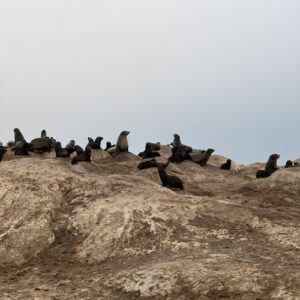 Seal colony in Namibia