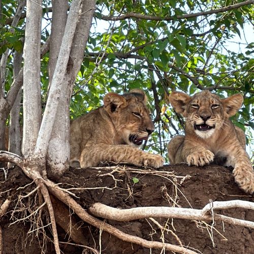 Lion cubs resting in the shade of a tree.