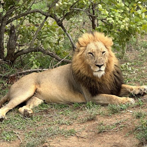 A male lion resting in the shade of a tree.