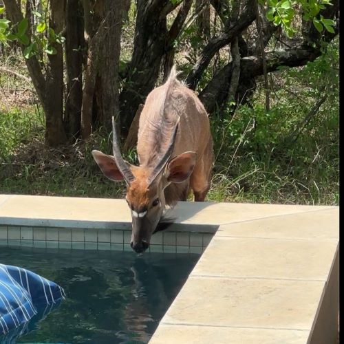 A nyala sneaking a drink out a pool at a safari camp.