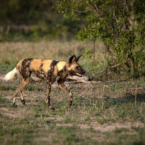 A wild dog, running Africa.