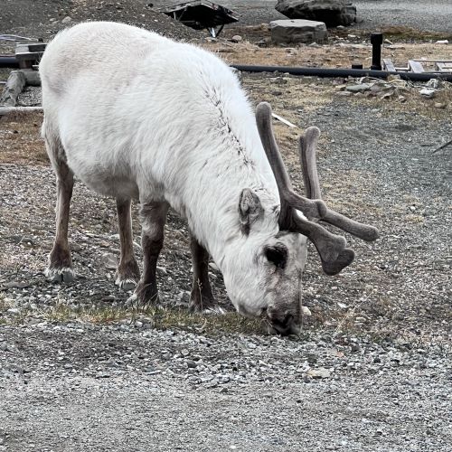 A Svalbard Reindeer.