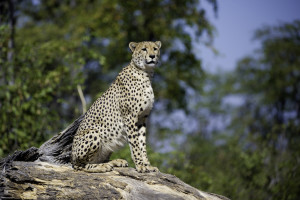 Linyanti Cheetah, Courtesy Wilderness Safaris