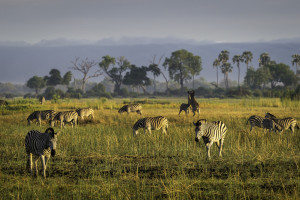 Zebra in the Mombo Concession, Courtesy Wilderness Safaris