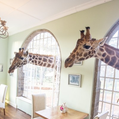 Two giraffes through the window
