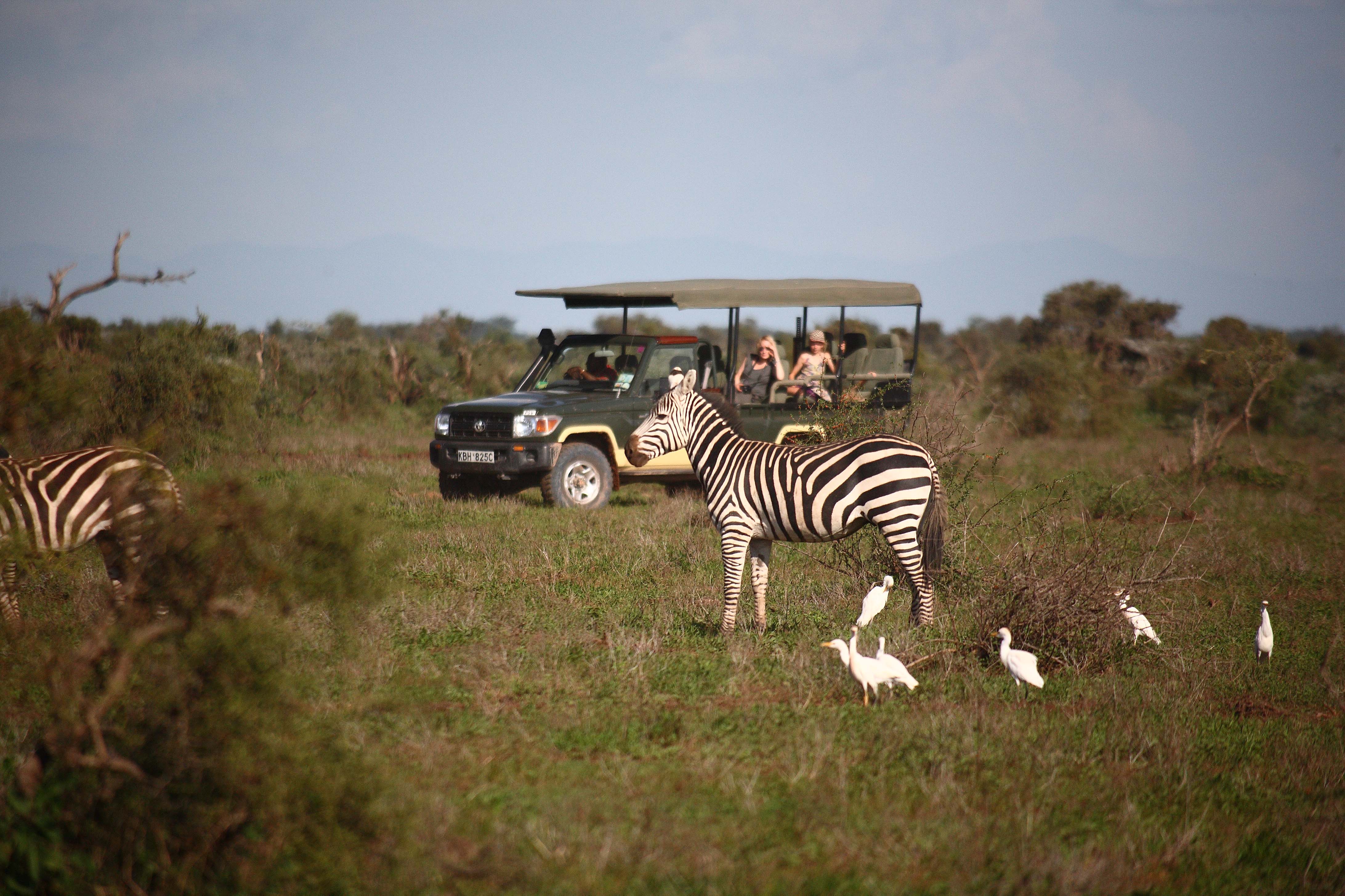 People and wildlife. Сафари (Амбосели национальный парк). Кения сафари. Серенгети сафари. Джип сафари в Кении в цаво.