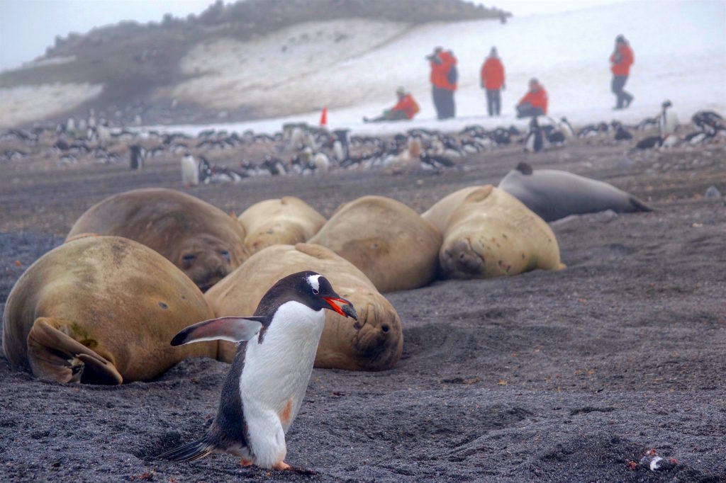 Antarctica Penguin