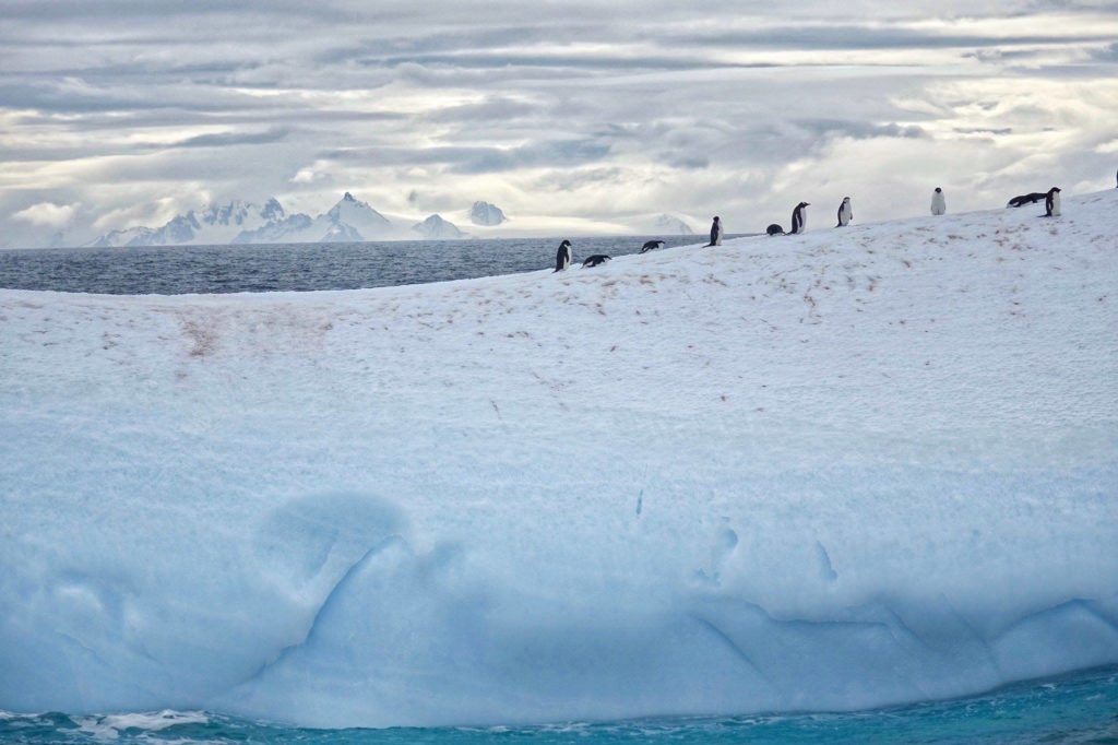 Iceberg and Penguins