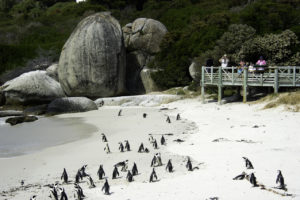 Penguins in Cape Town, South Africa