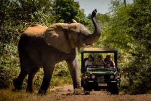 Elephant on a game drive in Zimbabwe
