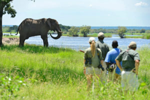 A walking safari at Victoria Falls River Lodge