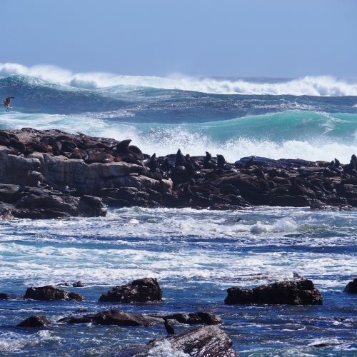 Sea Lions on the Cape Peninsula outside of Cape Town, South Africa.