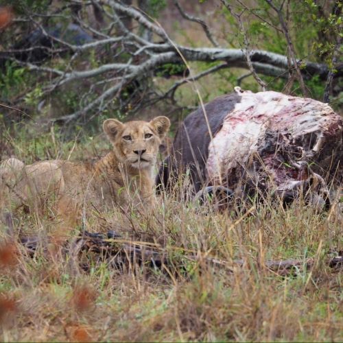 A lion with a buffalo kill in the Sabi Sand Nature Reserve.