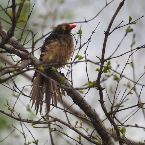 A Red-Billed Oxpecker in the Sabi Sand Nature Reserve.