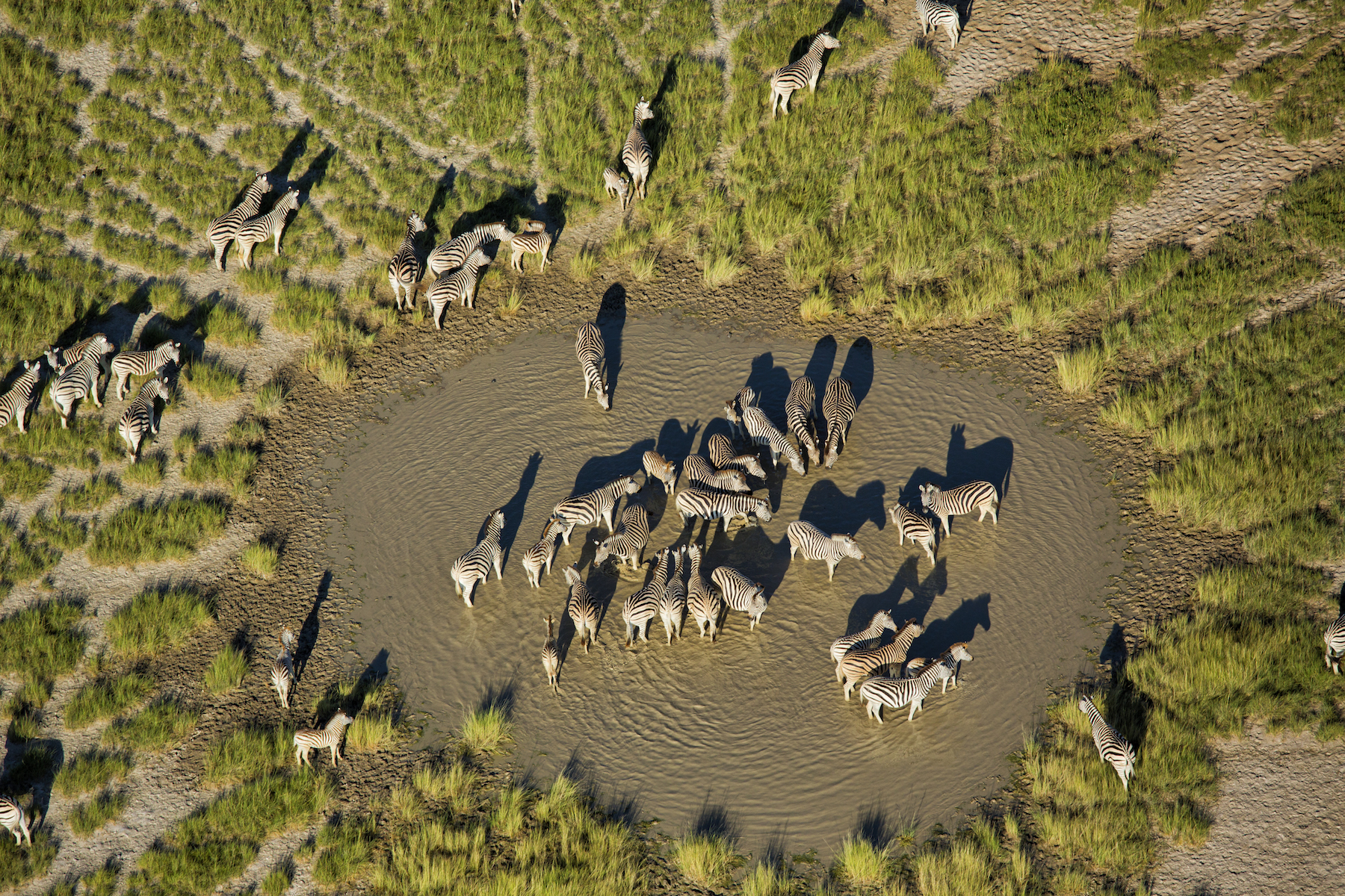 The Botswana zebra migration