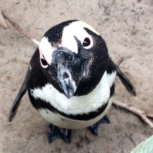 A penguin in Cape Town, South Africa