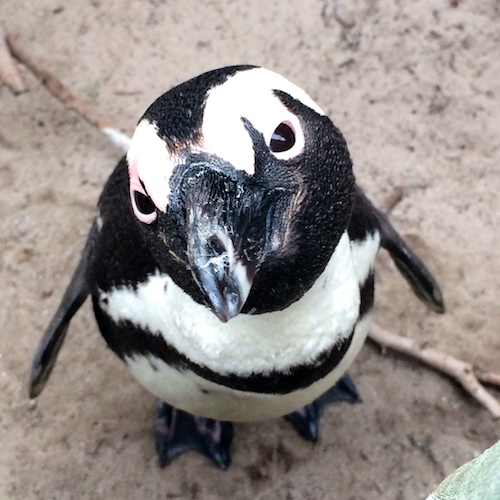A penguin in Cape Town, South Africa