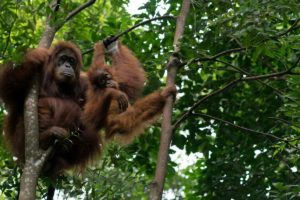 11 Days Exploring Indonesia’s Nature and Wildlife