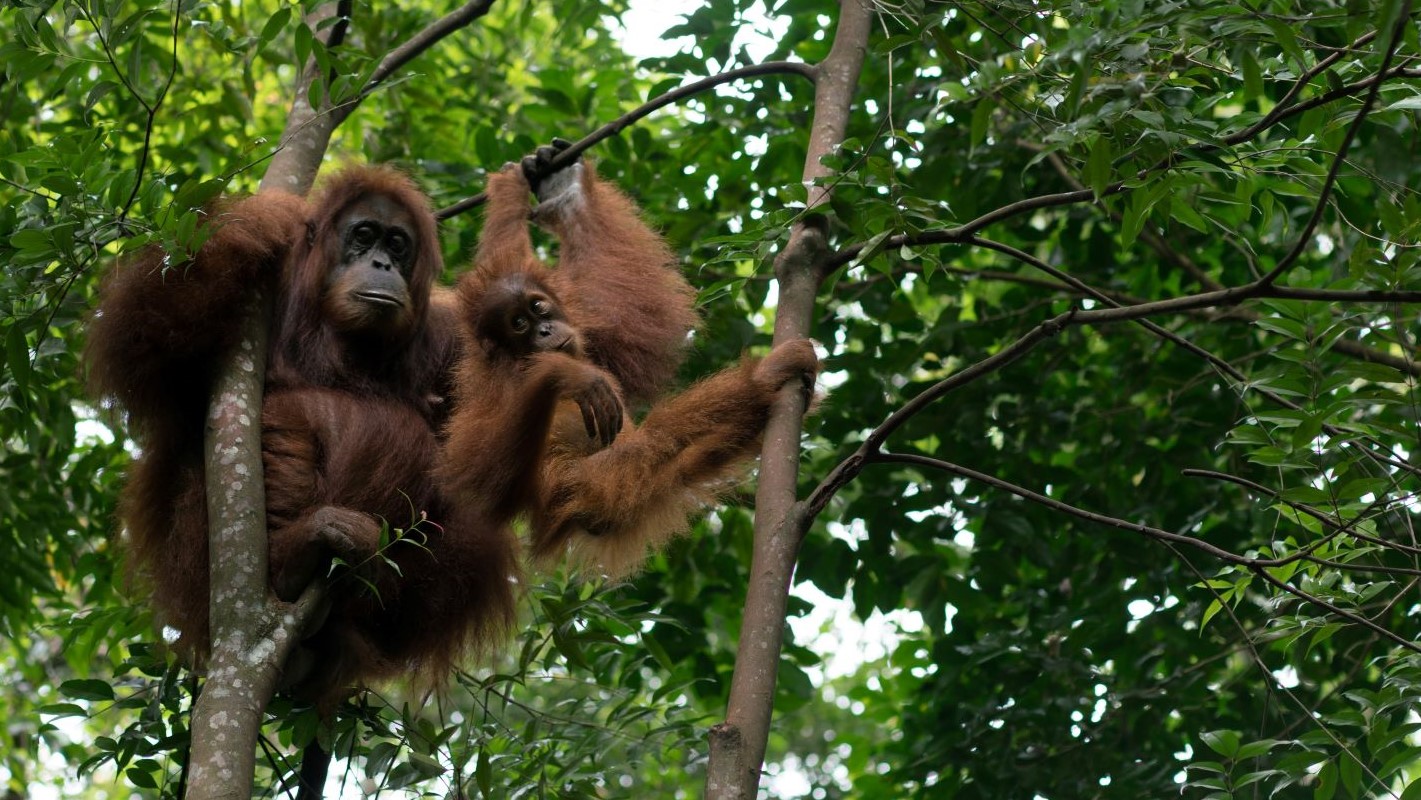 Orangutan cover 3