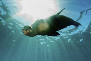 Sealion underwater looking at you