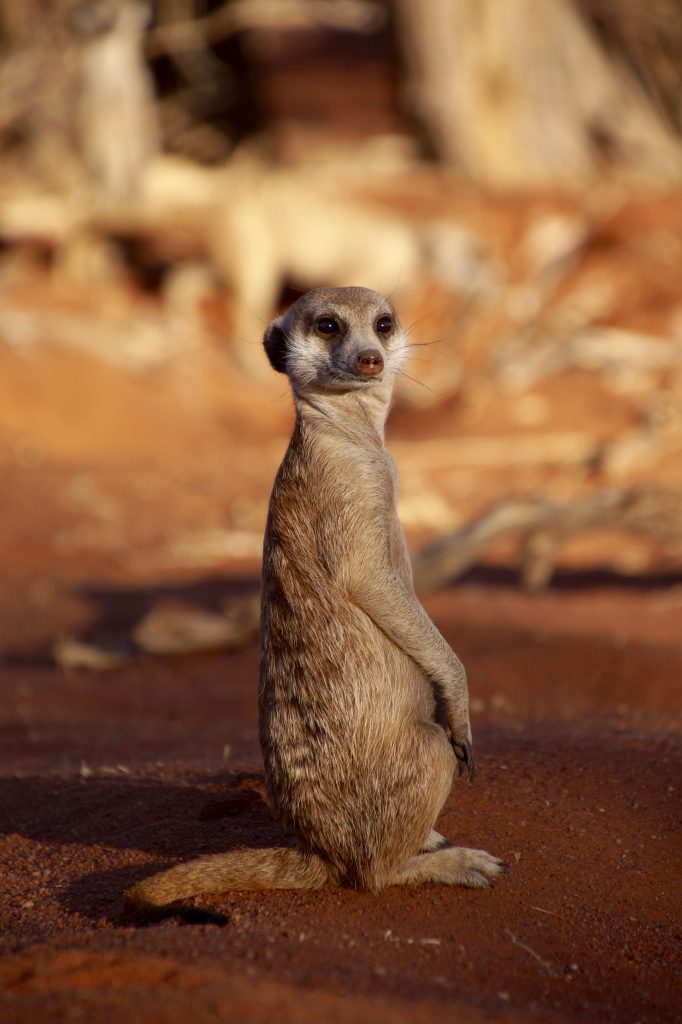 Portrait of a meerkat watching the surroundings. | Stock image | Colourbox