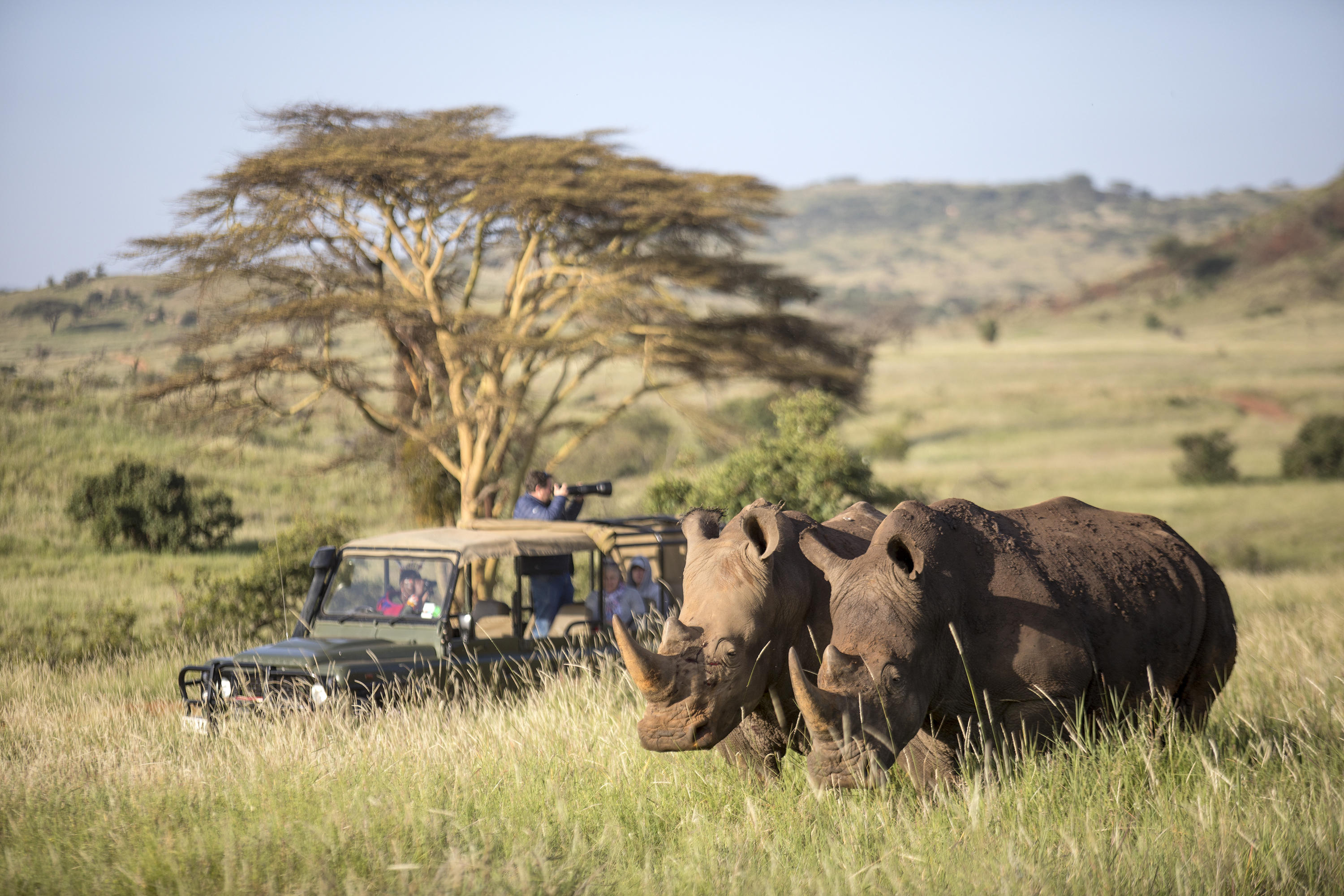red rhino travel