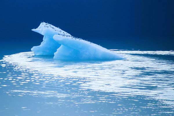 Penguins on a floating piece of ice in Antarctica.