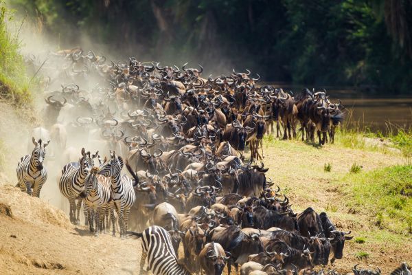 Great Migration in Kenya