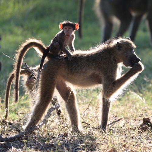 Baboons in Africa