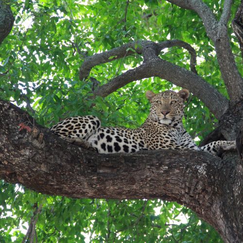 A leopard in Africa.