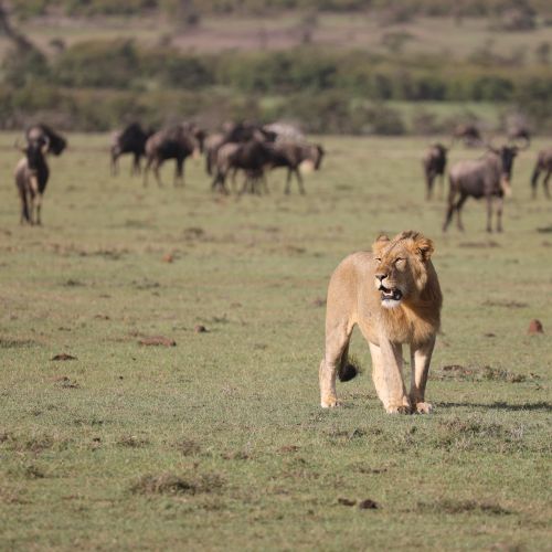 A lion and wildebeest in Africa.