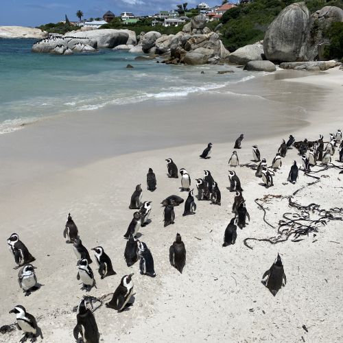 Penguins in Cape Town, South Africa