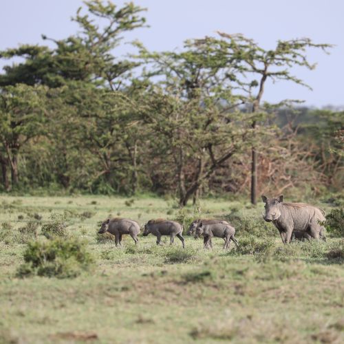 Warthogs in Africa.