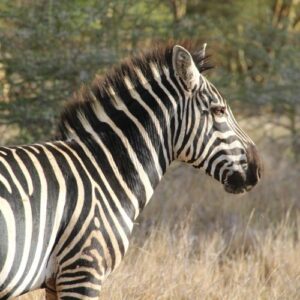 A zebra in Africa.