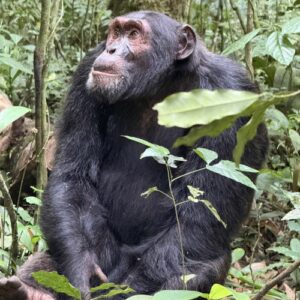 Chimp in the forest.