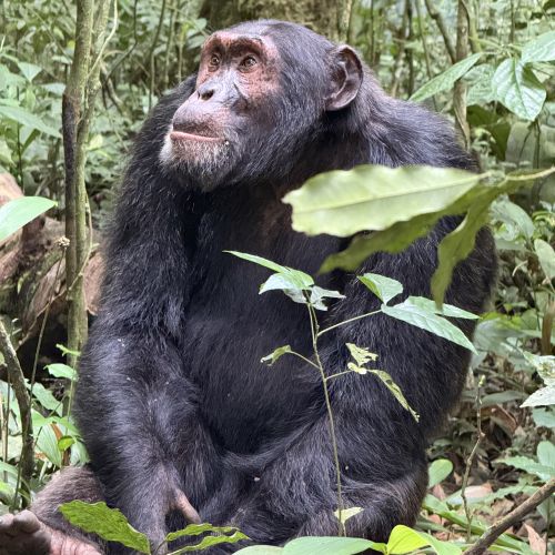 Chimp in the forest.
