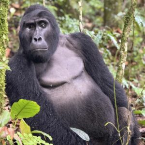 Silverback gorilla in Uganda.