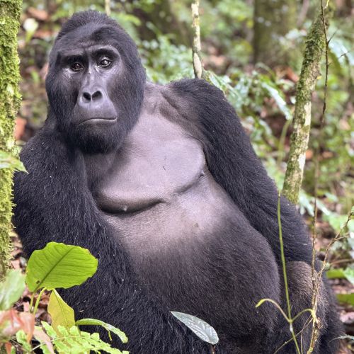 Silverback gorilla in Uganda.