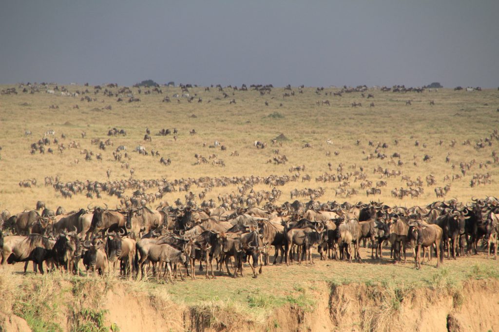 Kenya in 2020: Kayla's Unforgettable Safari - Travel Beyond